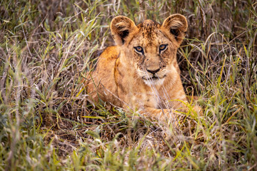 Fototapeta na wymiar Cute little lion cubs on safari in the steppe of Africa playing and resting. Big cat in the savanna. Kenya's wild animal world. Wildlife photography of small babies and children
