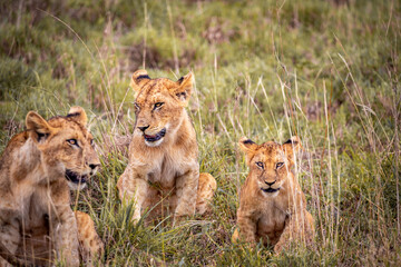 Fototapeta na wymiar Cute little lion cubs on safari in the steppe of Africa playing and resting. Big cat in the savanna. Kenya's wild animal world. Wildlife photography of small babies and children