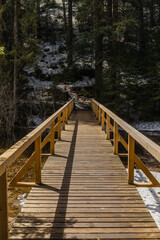 Wooden bridge and spruce trees in spring forest.