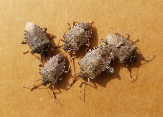 A Group of Brown marmorated stink bugs - obrazy, fototapety, plakaty