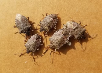 Foto op Canvas A Group of Brown marmorated stink bugs © Scott
