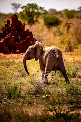 Little baby elephant in Africa. Kenya's savannah and steppe with the elephants in Tsavo National Park