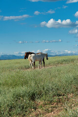 Fototapeta na wymiar horse on the meadow