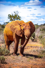 Fototapeta na wymiar The great mighty red African elephants in Kenya in Tsavo east national park. Nice closeup of one of the Big Five. noble animals in the wild. wildlife photography