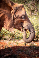 Fototapeta na wymiar The great mighty red African elephants in Kenya in Tsavo east national park. Nice closeup of one of the Big Five. noble animals in the wild. wildlife photography
