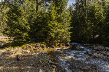 Mountain river near trees on shore in forest.
