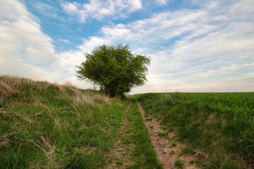 Fototapeta na wymiar A lonely green bush between two fields. Czech Republic.