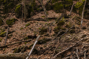 Wooden logs near moss and dry leaves on hill in forest.
