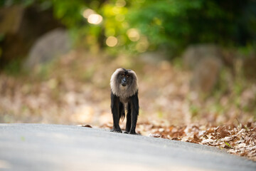 Lion Tailed Macaque in Natural Habitat
