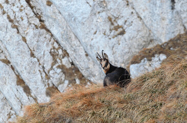 Carpathian chamois sits on some rocks and live in Carpathian mountains of Romania.