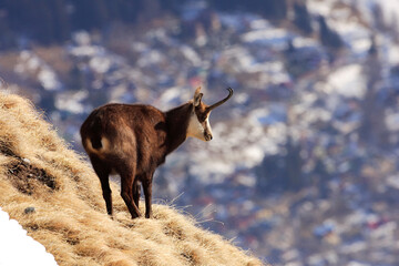 Carpathian chamois sits on some rocks and live in Carpathian mountains of Romania.