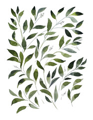 Set of watercolor design elements, branches, leaves, eucalyptus, painted in watercolor, botanical illustration isolated on transparent background