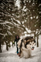 Focused portrait on Alascan Malamute with thick fur and yellow eyes