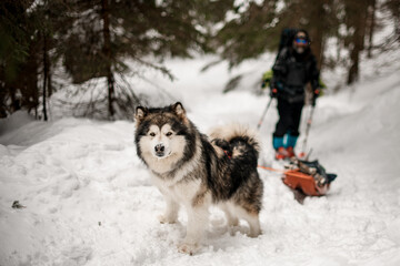 Focused portrait on Alascan Malamute with thick fur standing on snow covered trail