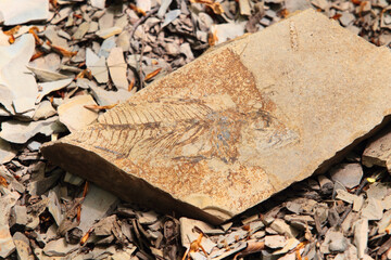 Stone fish fossils from prehistoric age on a rock.