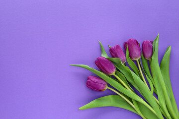 Bouquet of fresh purple tulips with green leaves in bottom right corner on violet paper background. Very peri trendy color of 2022 year. Greetings card for springtime holidays with place for text.