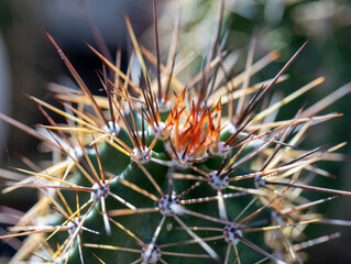 Naklejka na ściany i meble Echinocereus cactus from the Cactaceae family Close-up copy space