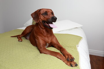 Full length high angle side view of beautiful large Rhodesian Ridgeback dog lying down on bed with tongue out
