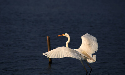 Fototapeta na wymiar Flying white crane 