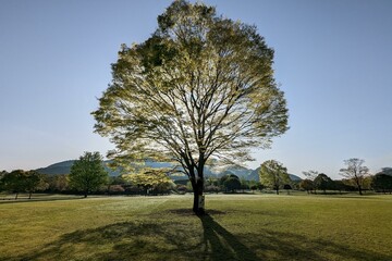 tree in the field
