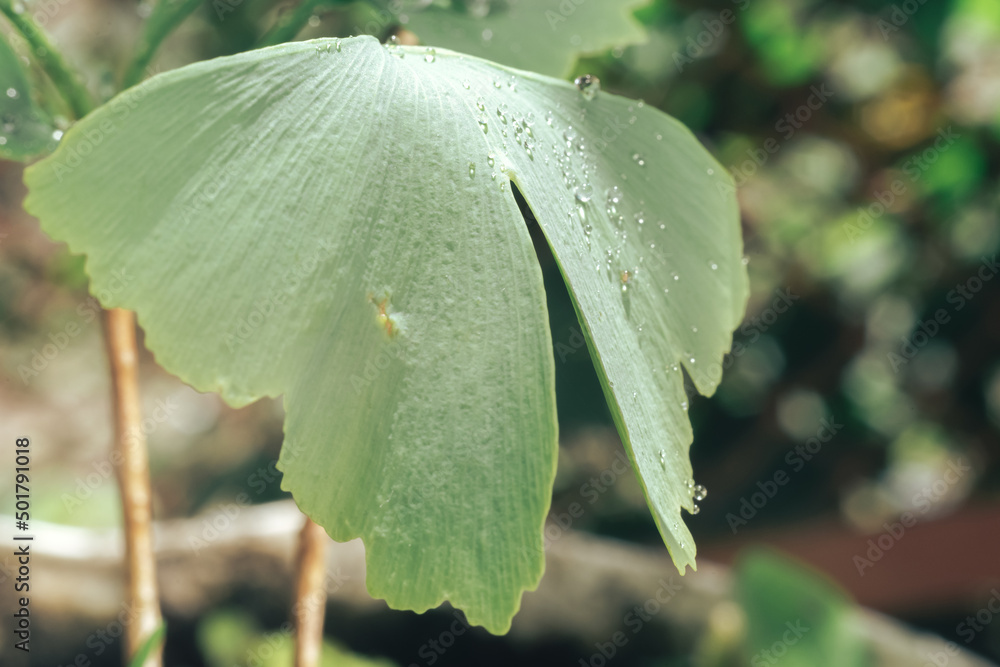 Poster close up of green leaf ginkgo on a ginkgo biloba little tree. macro photography view.