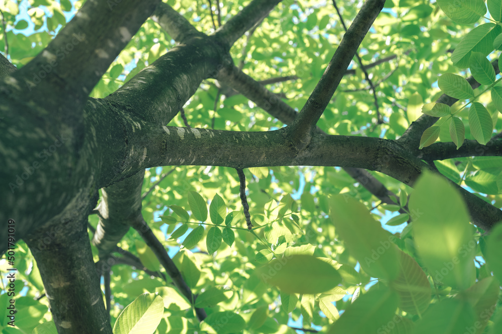 Aufkleber beautiful green tree look up. background pattern for design.
