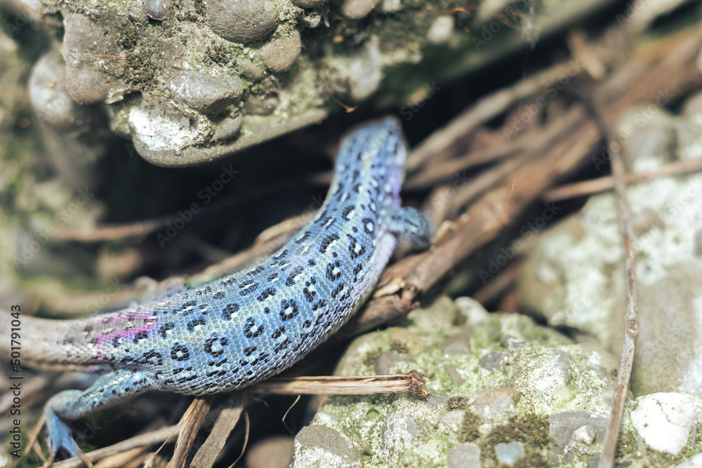 Poster colorful lizard surreal color on a courtyard. reptile lizards on background. surreal lizard violet c