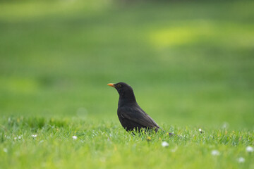 blackbird on grass