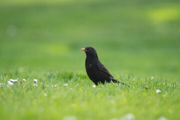 blackbird on grass