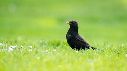 blackbird on grass