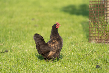 Brown chicken on a sunny day on a free range farm