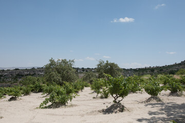 Fototapeta na wymiar トルコカッパドキアの葡萄畑