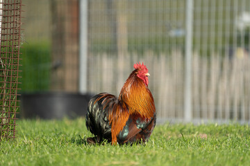 rooster cochin on the farm