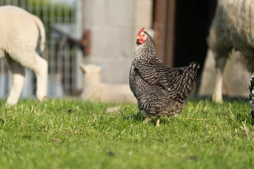 Foto op Plexiglas range chicken coucou colour chicken, koekoek kip, on the farm © LDC