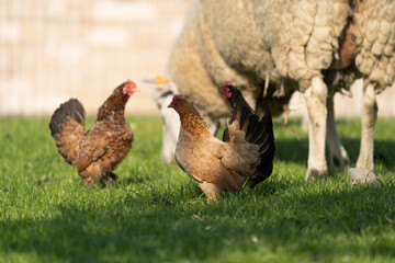 Farm hen chicken on a free range farm, walking in the grass, with beautifull colours of plumage, they are also called Sabelpookriel