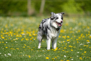 border collie puppy