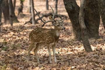 Spotted deer standing in the forest in India, a beautiful male with horns
