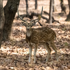 Naklejka na ściany i meble Spotted deer standing in the forest in India, a beautiful male with horns 