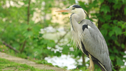close up of gray heron in a park