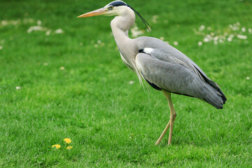 close up of gray heron in a park