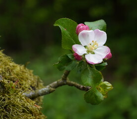 apple tree blossom,apfelblüte