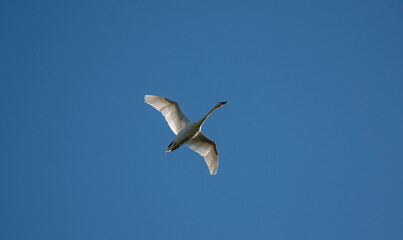 Flying swan