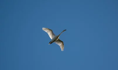 Deurstickers Flying swan © Vaiva