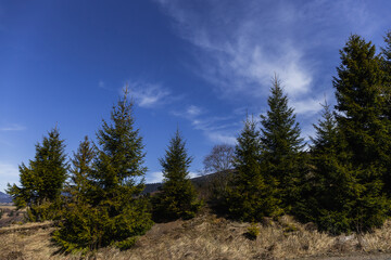 Spruce trees on hill in mountains with blue sky at background.