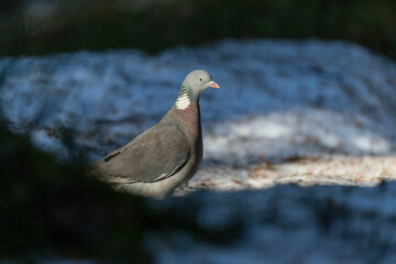 Wood Pigeon (Columba palumbus)