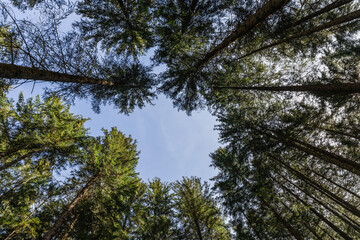 Bottom view of coniferous trees and blue sky.