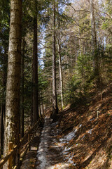 Pathway with fence in spruce forest in mountains.