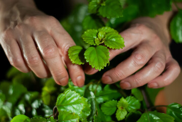 Hands of a woman caring for green plants and white flowers