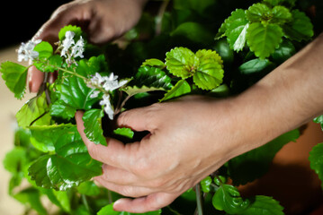 Hands of a woman caring for green plants and white flowers