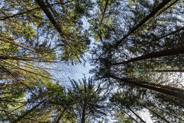 Bottom view of trees in forest with blue sky at background.
